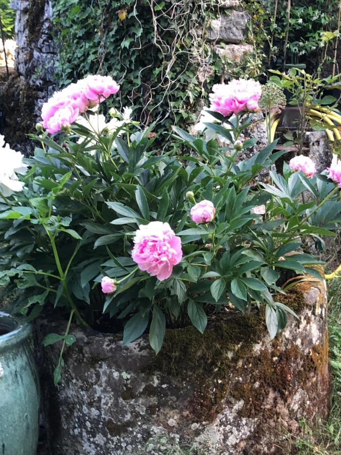 Bed and Breakfast Mas D'Aubrac Limogne-en-Quercy Экстерьер фото